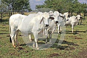 Brahman cows photo