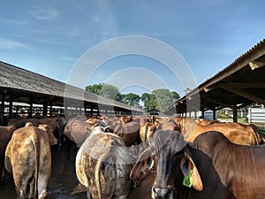 Brahman cross beef cattles or BX were in one of the fattening company photo