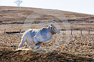 Brahman Cross Bull