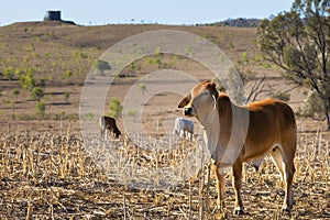 Brahman Cross Cow in Field