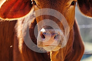 Brahman crossbred calf closeup of face