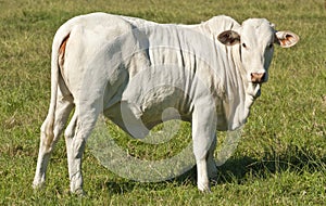 Brahman Heifer