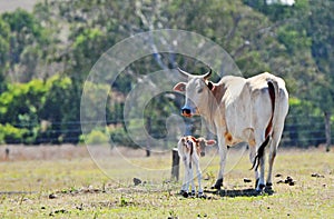 Brahman mother cow with newborn baby calf