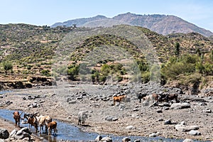 Brahman or Zebu bulls drinking water in Tigray, Northern Ethiopia