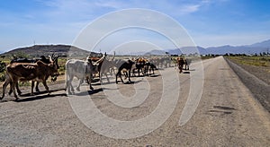 Brahman or Zebu bulls on the road to Gheralta in Tigray, Ethiopia