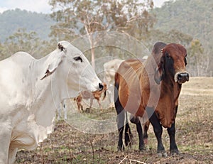Brahman zebu cattle