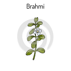 Brahmi Bacopa monnieri or waterhyssop