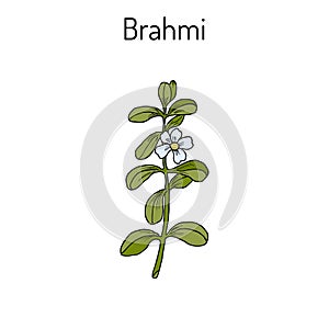 Brahmi Bacopa monnieri or waterhyssop photo