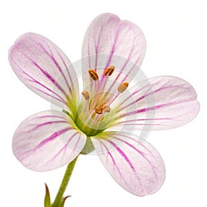 Brahmi flower isolated
