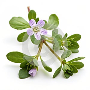 Brahmi flower isolated