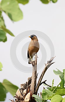 Brahmini starling