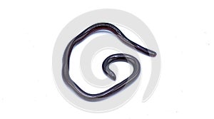 Brahminy Blind snake - Indotyphlops braminus - non venomous fossorial nocturnal species found in leaf litter from Asia or Africa photo