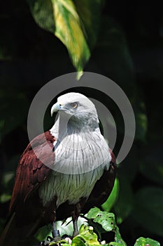 Brahminy kite