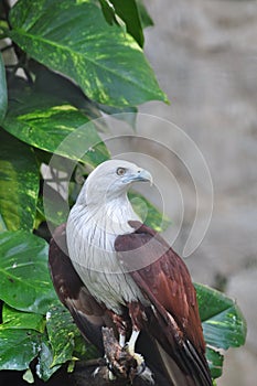 Brahminy kite