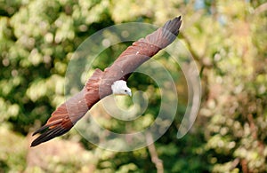 Brahminy Kite