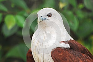 Brahminy Kite Eagle