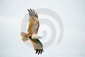 Brahminy Kite Eagle