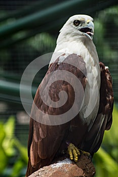 Brahminy kite eagle Haliatus indus perch on and squeak