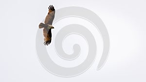 Brahminy kite eagle soaring high in the clear white sky