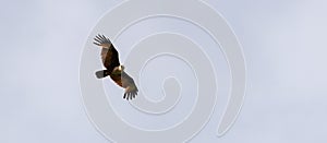 Brahminy kite eagle soaring high in the clear white sky