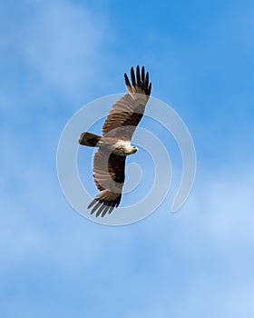 Brahminy kite eagle soaring high, photographed against the blue sky