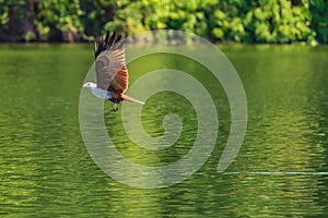 Brahminy kite flying and catching prey on water.