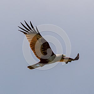 Brahminy Kite flying on Koh Lanta, Thailand.