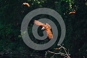 Brahminy kite flying and watching prey on water.