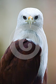 Brahminy kite frontal close up