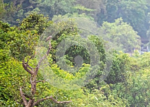 A brahminy Kite on a Green Tree