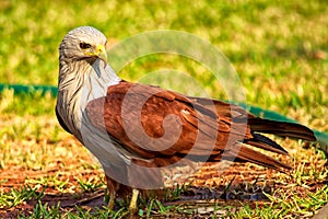 Brahminy Kite (Haliastur indus)