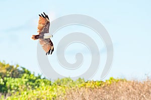 Brahminy kite (Haliastur indus) a large bird of prey with brown plumage and a white head, the animal circles