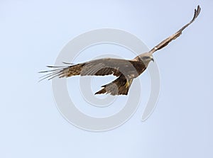 Brahminy kite (Haliastur indus) or red-backed sea-eagle,