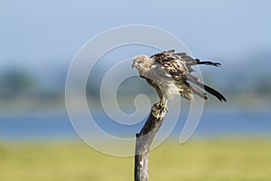 Brahminy kite immature in Arugam bay, Sri Lanka