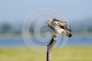 Brahminy kite immature in Arugam bay, Sri Lanka