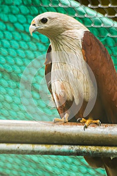 Brahminy Kite in a cage looking