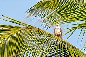 A Brahminy kite perching