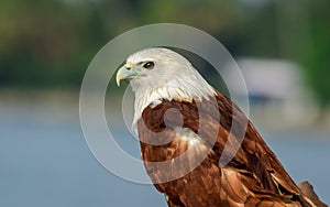 Brahminy Kite portrait