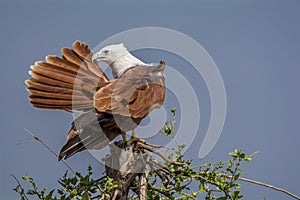 Brahminy Kite Preening - Haliastur Indus photo