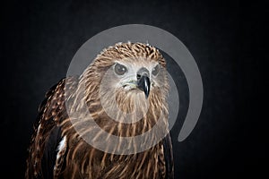 Brahminy kite or Red-backed sea-eagle