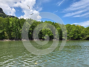 Brahminy Kites Eagles flying over river in Kilim Karst Geoforest Park, Langkawi island, Kedah, Malaysia.