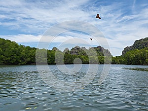 Brahminy Kites Eagles flying over river in Kilim Karst Geoforest Park, Langkawi island, Kedah, Malaysia.