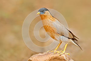 Brahminy myna or brahminy starling, Sturnia pagodarum, bird from India. Myna sitting on the stone, clear background. Birdwatching photo