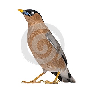 Brahminy Myna - Sturnia pagodarum