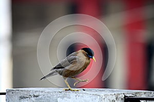 Brahminy Myna (Sturnia pagodarum) searching for food : (pix Sanjiv Shukla)