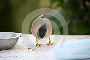 Brahminy Myna (Sturnia pagodarum) searching for food : (pix Sanjiv Shukla)