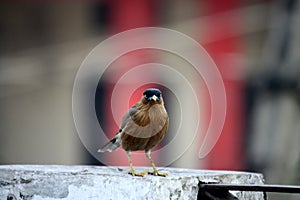 Brahminy Myna (Sturnia pagodarum) searching for food : (pix Sanjiv Shukla)