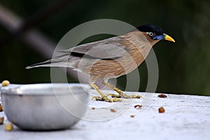 Brahminy Myna (Sturnia pagodarum) searching for food : (pix Sanjiv Shukla)