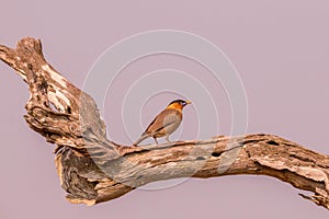 Brahminy myna on the tree trunk in the mid forest