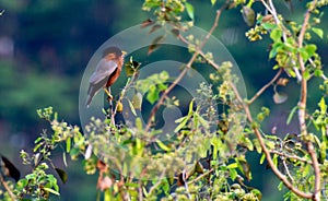 Brahminy Starling bird